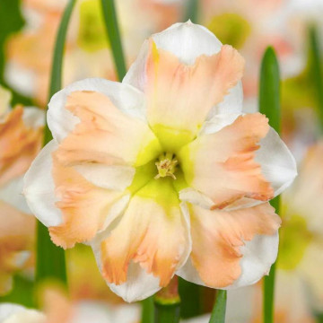 Narcise Cum Laude (Narcissus Cum Laude), bulbi narcise, flori alb, portocaliu