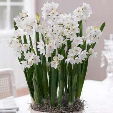 Narcise Paperwhite ziva (Narcissus Paperwhite ziva), bulbi narcise, flori alb - Img 3