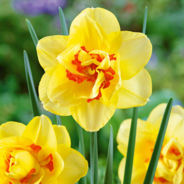 Narcise Tahiti (Narcissus Tahiti), bulbi narcise, flori galben, portocaliu