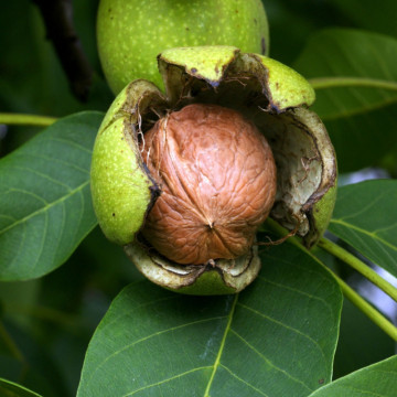 Nuc (Juglans regia), arbore ornamental, planta parfumata