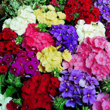 Phlox dolly mix (Phlox Dolly Mix), planta perena, flori multicolor