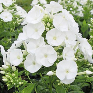 Phlox (p) 'Danielle', planta perena, planta parfumata, flori alb - Img 2