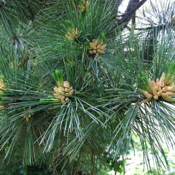 Pin macedonean (Pinus peuce), vesnic verde, conifer ornamental - Img 2
