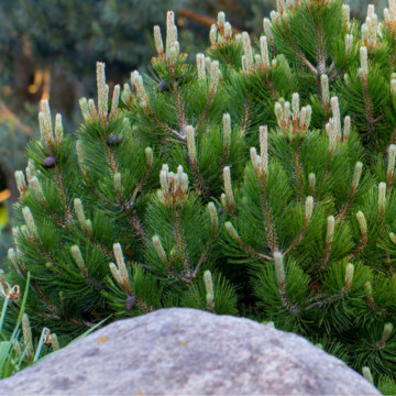 Pin pitic (Pinus mugo pumilio), vesnic verde, conifer ornamental - Img 2