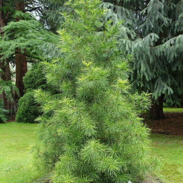 Pin umbrela japonez (Sciadopitys verticillata), vesnic verde, conifer ornamental, gradina japoneza - Img 3