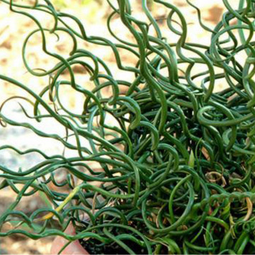 Pipirig spiralat, iarba creata (Juncus effusus Spiralis), vesnic verde, planta perena - Img 4