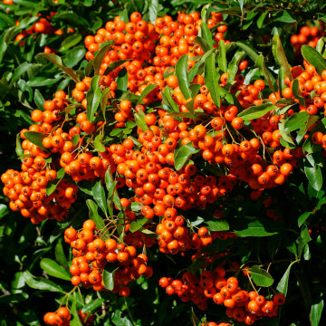 Piracanta portocalie (Pyracantha Orange Glow), planta gard viu, vesnic verde - Img 4