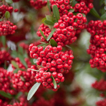 Piracanta roșie (Pyracantha Red Column), planta gard viu, vesnic verde
