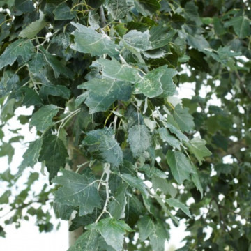 Plop alb (Populus alba), planta gard viu - Img 4