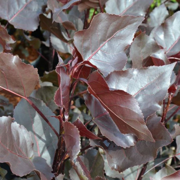 Plop rosu (Populus deltoides Purple Tower), arbust ornamental, frunzis rosu - Img 2