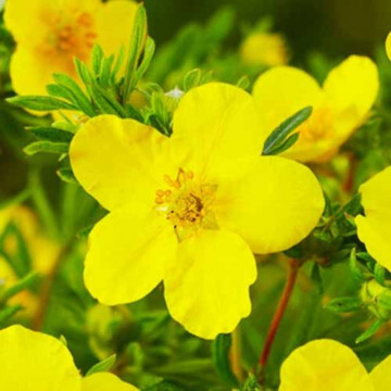 Potentila fr Goldfinger, planta gard viu, arbust ornamental, flori galbene