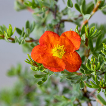 Potentilla Red Ace, arbust ornamental, gradina japoneza, frunzis galben - Img 3