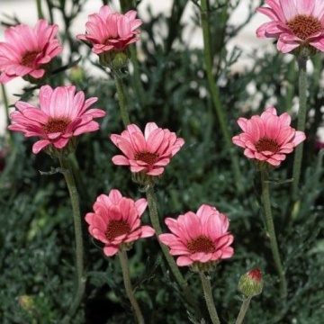 Rhodanthemum hos Zagora Pink Vigorous