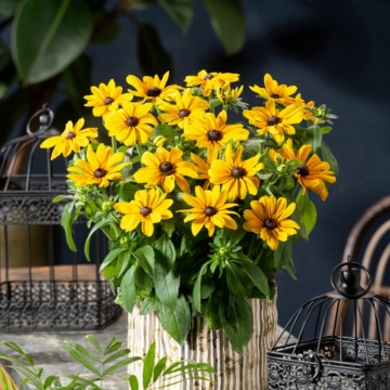 RUDBECKIA HIRTA RUDY YELLOW