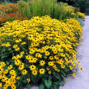 Ruji galbene (Rudbeckia fulgida Goldsturm) ghiveci 2 l