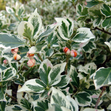 Salba bicolora (Euonymus fortunei Variegatus), planta gard viu, vesnic verde - Img 3