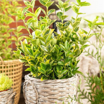 Salba galbena (Euonymus aureomarginatus), planta gard viu, vesnic verde, frunzis verde-galben