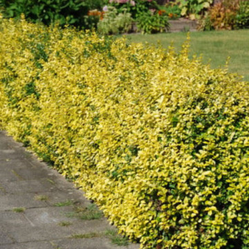 Salba galbena (Euonymus fortunei Emerald Gold), planta gard viu, vesnic verde, frunzis galben, verde - Img 3