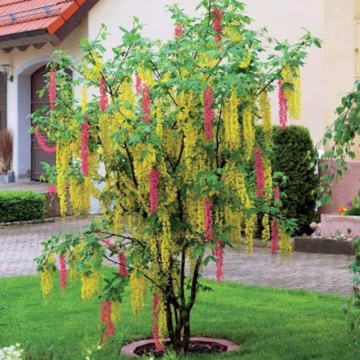 Salcamul lui Adam (Laburnocytisus adamii), arbust ornamental, flori multicolor