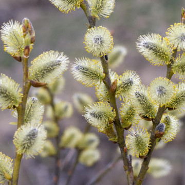 Salcie capreasca (Salix caprea), planta gard viu, arbust ornamental, perdea forestiera - Img 3