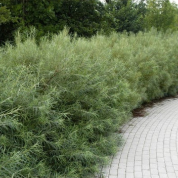 Salcie de stepa, salcie de gard viu (Salix elaeagnus angustifolia), planta gard viu, arbust ornamental, perdea forestiera