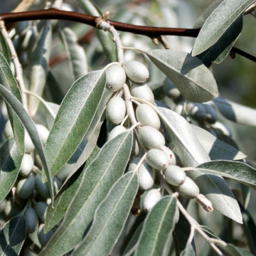 Sălcioara (Elaeagnus angustifolia) 60-90 - Img 2
