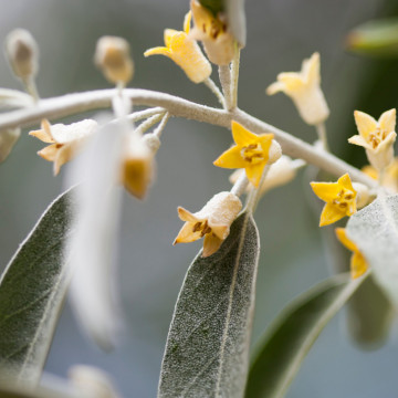 Salcioara (Elaeagnus angustifolia), planta gard viu, arbust fructifer, perdea forestiera