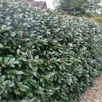 Salcioara vesnic verde (Elaeagnus ebbingei), planta gard viu, planta melifera - Img 2