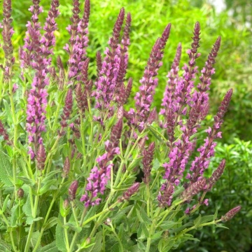 Salvia roz (Salvia Nemorosa Synchro Pink), planta perena, planta aromatica, planta medicinala - Img 2