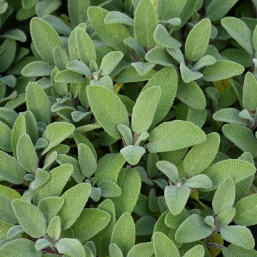 Salvie (Salvia officinalis Grower s friend) - Img 2