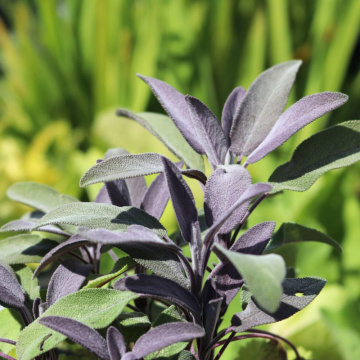 Salvie (Salvia officinalis Purple Beauty), planta perena, planta aromatica, planta medicinala