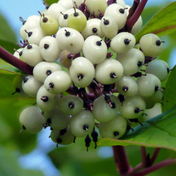 Sanger decorativ (Cornus alba), planta gard viu, arbust ornamental - Img 2