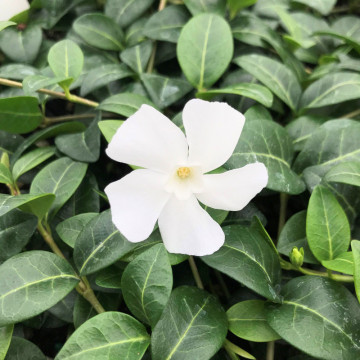 Saschiu (Vinca minor Alba), vesnic verde, planta perena, flori alb