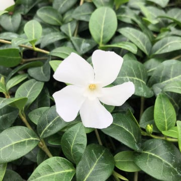 Saschiu (Vinca minor Alba) - Img 1