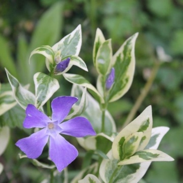 Saschiu (Vinca minor Argenteovariegata), planta acoperitoare de sol, flori albastru - Img 2