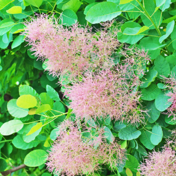 Scumpie (Cotinus coggygria), arbust ornamental, flori roz - Img 1