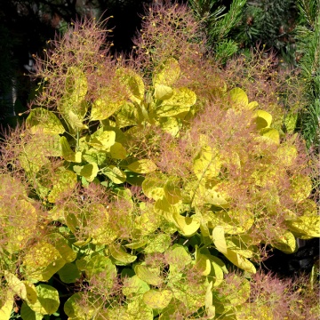 Scumpie galbena (Cotinus cogg. Golden Spirit), arbust ornamental, flori crem, frunzis galben