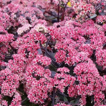 Sedum (Sedum telephium Seduction Rose Soiree) ghiveci 2 l - Img 2