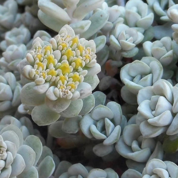 Sedum spathulifolium Cape Blanco, planta ornamentala - Img 2