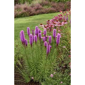 Stea stralucitoare (Liatris spicata Kobold), planta perena, flori mov - Img 2