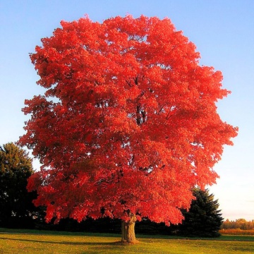 Stejar rosu (Quercus rubra) 60-90 cm