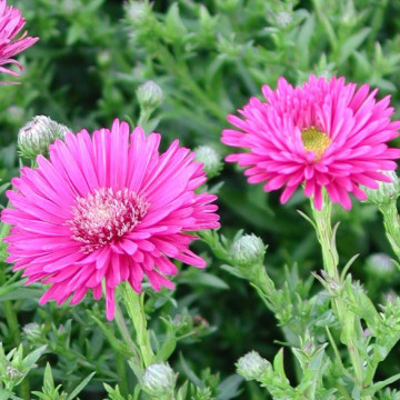 Stelute de toamna (Aster jenny) ghiveci 2 l, planta perena, planta melifera, flori roz - Img 3