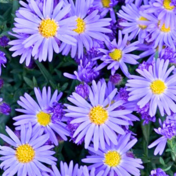 Stelute de toamna (Aster lady in blue)