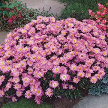 Stelute roz (Aster Rosenwichtel), planta perena, flori roz