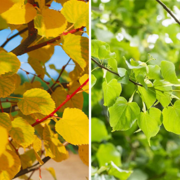 Tei pucios (Tilia cordata), arbore ornamental, planta melifera, planta aromatica - Img 3