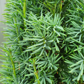 Tisa (Taxus baccata Fastigiata), planta gard viu, vesnic verde - Img 2