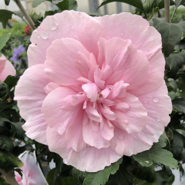 Trandafir chinezesc roz (Hibiscus syriacus Pink Chiffon), planta gard viu, arbust ornamental, flori roz - Img 3