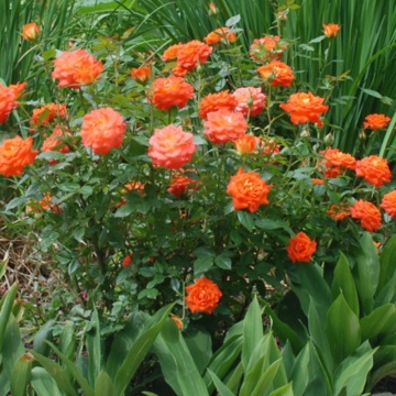 Trandafir pitic portocaliu (Rosa miniature Orange), arbust ornamental, flori portocaliu - Img 2