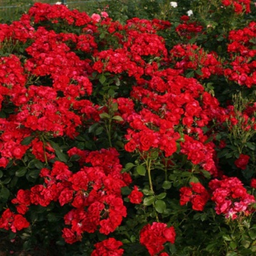 Trandafir pitic (Rosa Black Red)