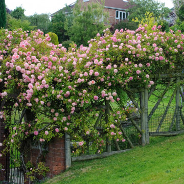 Trandafir (Rosa Paul Noel), arbust ornamental, planta parfumata, flori roz - Img 3